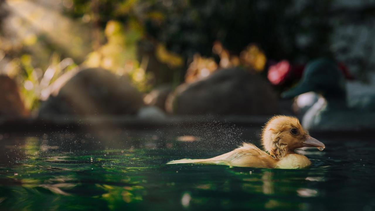 Casuta De Sub Deal - Ciubar Si Piscina Villa Măgura Esterno foto